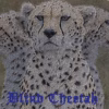 Blind Cheetah - Rise