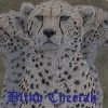 Blind Cheetah - Rise