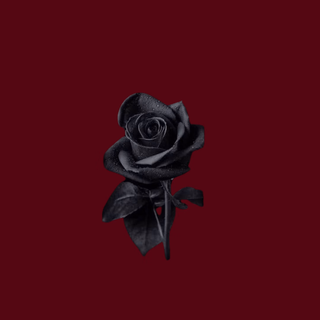 Blackened Rose - Danger