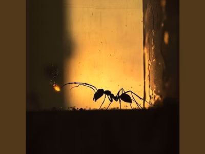 Shadow of the Throne – Parasite