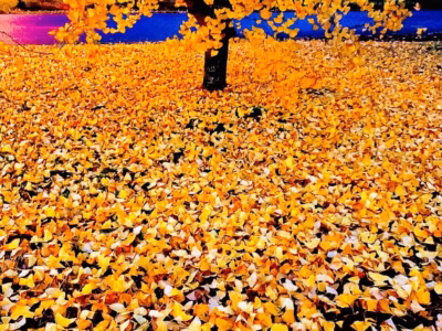 Saxon Mother – Burnside Tribute