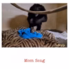 Batterfly - Mom Song