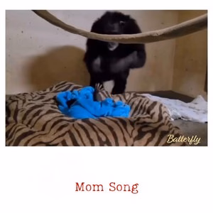 Batterfly – Mom Song