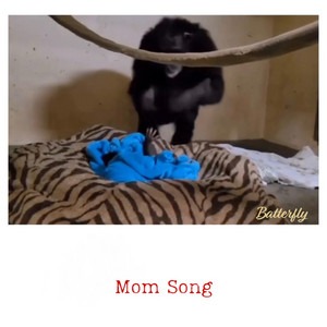 Batterfly – Mom Song
