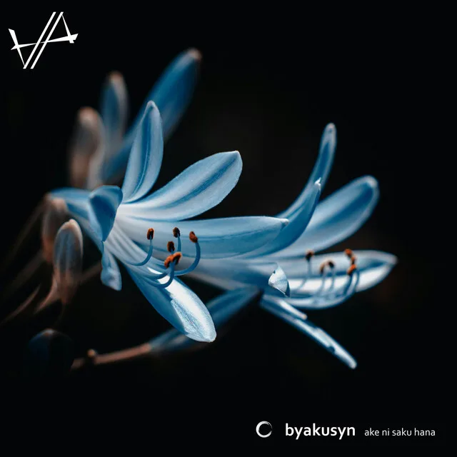 Byakusyn – ake ni saku hana